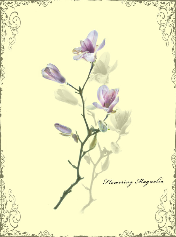 ©Don Otis "Flowering Magnolia" - First Place Altered Reality