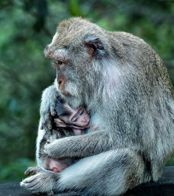 ©Dorothy Sansom "Female and Infant Macaques" - Nature