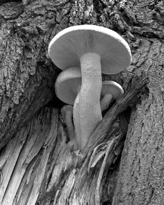 ©Chris Amberg - Nature "Fungus Family"