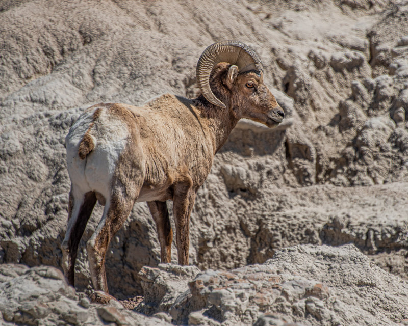 ©Marty Barker "Big Horn Sheep" - First Place Nature