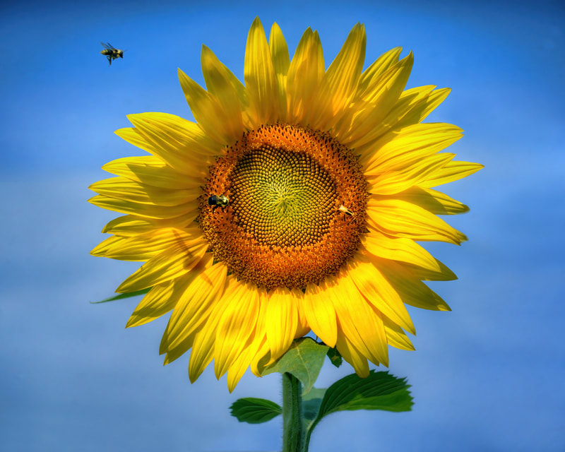 ©Nikki McDonald "Pollinators and Sunflower" 1st Place Nature