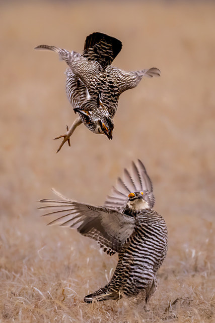 ©Steve Walling - "Prairie Chickens Playing Chicken" - Nature