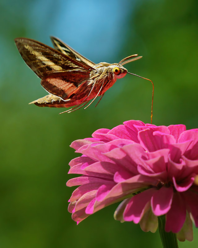 ©Nikki McDonald ~ "Hummingbird Moth and Zinnia" - Nature