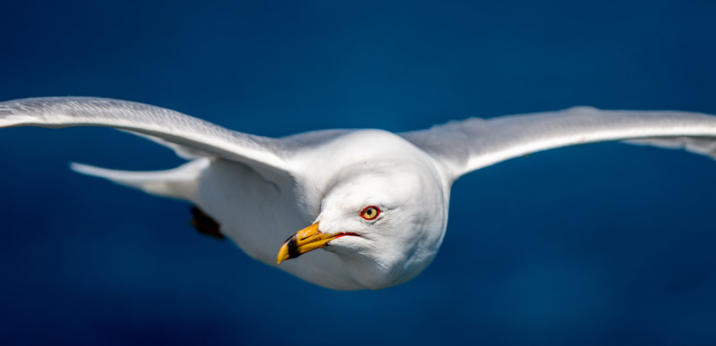 ©Steve Walling - Seagull, Nature